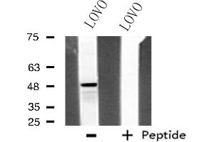 Western blot analysis of extracts from LOVO cells using Adrenergic Receptor α-2A antibody. (ADRA2A 抗体  (Internal Region))