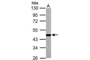 WB Image FEN1 antibody detects FEN1 protein by Western blot analysis.