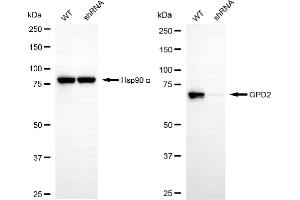 Western blotting analysis using GPD2 antibody (ABIN7798770). (GPD2 抗体)