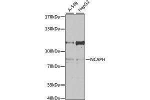 Western blot analysis of extracts of various cell lines, using NCAPH antibody. (NCAPH 抗体)