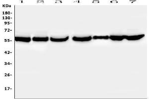 Western blot analysis of PTBP2 using anti-PTBP2 antibody (ABIN7599452). (PTBP2 抗体  (AA 1-504))