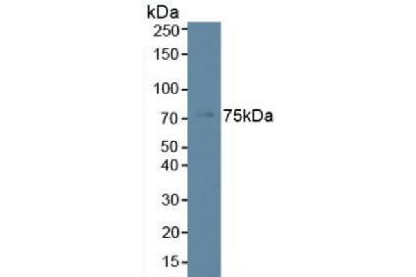 Phospholipase C beta 2 抗体  (AA 1-250)