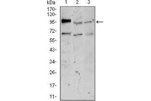 Western Blotting (WB) image for anti-Neurofilament Triplet M Protein (NEFM) (AA 381-443) antibody (ABIN2683002)