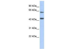 KLHL8 antibody used at 0. (KLHL8 抗体  (Middle Region))