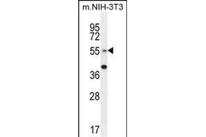 GCNT3 Antibody (C-term) (ABIN654928 and ABIN2844571) western blot analysis in mouse NIH-3T3 cell line lysates (35 μg/lane). (GCNT3 抗体  (C-Term))