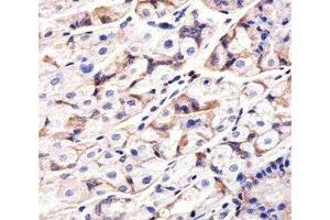 IHC analysis of FFPE human stomach section using Epidermal Growth Factor Receptor antibody; Ab was diluted at 1:25.