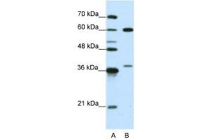 HNRPL antibody used at 0. (HNRNPL 抗体  (N-Term))