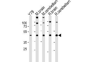 Western blot analysis in Y79 cell line,mouse brain,cerebellum and rat brain,cerebellum tissue lysates (35ug/lane). (RAX 抗体  (C-Term))