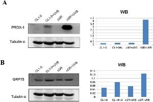 Western Blotting (WB) image for anti-Peroxiredoxin 1 (PRDX1) antibody (ABIN2855135)