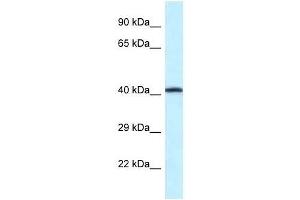 Western Blot showing P2rx2 antibody used at a concentration of 1. (P2RX2 抗体  (Middle Region))