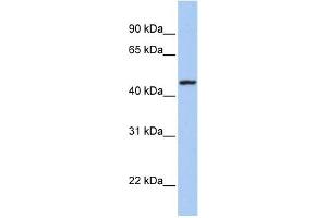 ROM1 antibody used at 1 ug/ml to detect target protein. (ROM1 抗体  (Middle Region))