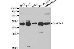 Western blot analysis of extracts of various cell lines, using CSNK2A2 antibody (ABIN5970788) at 1/1000 dilution. (CSNK2A2 抗体)