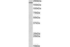 Western Blotting (WB) image for anti-DENN/MADD Domain Containing 4C (DENND4C) (AA 31-45) antibody (ABIN793263) (DENND4C 抗体  (AA 31-45))