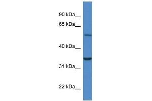 Western Blot showing Cyb5r4 antibody used at a concentration of 1. (CYB5R4 抗体  (N-Term))