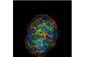 Immunofluorescence (IF) image for anti-Glucan (1,4-alpha-), Branching Enzyme 1 (GBE1) (AA 534-564), (Middle Region) antibody (ABIN952469)