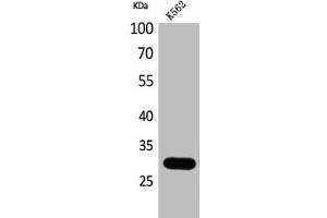 Western Blot analysis of K562 cells using Calbindin D28K Polyclonal Antibody (CALB1 抗体  (C-Term))