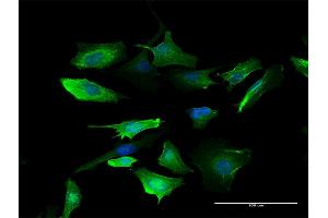 Immunofluorescence of purified MaxPab antibody to S100A10 on HeLa cell. (S100A10 抗体  (AA 1-97))