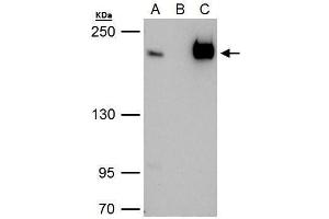 IP Image TAF172 antibody immunoprecipitates TAF172 protein in IP experiments. (BTAF1 抗体  (C-Term))