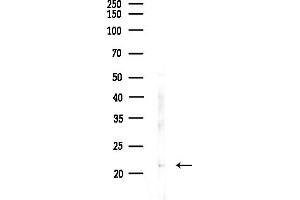 anti-Coatomer Protein Complex, Subunit zeta 1 (COPZ1) (N-Term) antibody