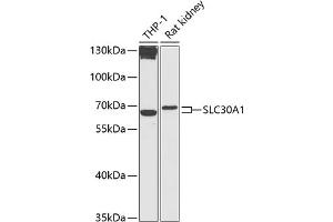 Western blot analysis of extracts of various cell lines, using SLC30 antibody (2532) at 1:1000 dilution. (SLC30A1 抗体  (AA 250-350))