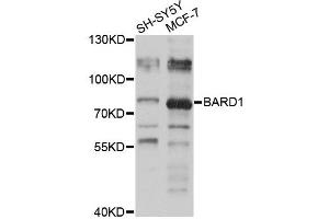 Western blot analysis of extracts of various cell lines, using BARD1 antibody (ABIN5974709) at 1/1000 dilution. (BARD1 抗体)