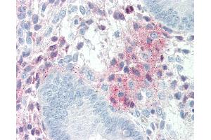 Anti-PEDF antibody IHC of human uterus.