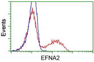 HEK293T cells transfected with either RC213728 overexpress plasmid (Red) or empty vector control plasmid (Blue) were immunostained by anti-EFNA2 antibody (ABIN2452973), and then analyzed by flow cytometry. (Ephrin A2 抗体)