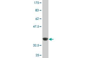 Western Blotting (WB) image for anti-Killer Cell Lectin-Like Receptor Subfamily B, Member 1 (KLRB1) (AA 126-225) antibody (ABIN517353)