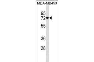 HSL Antibody (C-term) (ABIN1881439 and ABIN2850525) western blot analysis in MDA-M cell line lysates (35 μg/lane). (HSPA1L 抗体  (C-Term))