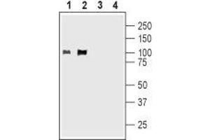 Western blot analysis of rat (lanes 1 and 3) and mouse (lanes 2 and 4) brain membranes: - 1,2. (Kv2.1/KCNB1 抗体  (C-Term, Intracellular))