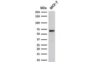 Western Blot Analysis of human MCF-7 cell lysate using Estrogen Receptor, alpha Mouse Recombinant Monoclonal Antibody (rESR1/1935). (Recombinant Estrogen Receptor alpha 抗体)