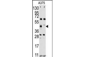 Western blot analysis of anti-FDFT1 Antibody (Center) (ABIN389052 and ABIN2839261) pre-incubated without(lane 1) and with(lane 2) blocking peptide (BP2417b) in  cell line lysate. (FDFT1 抗体  (AA 140-170))