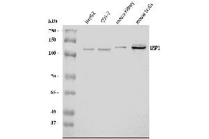 Western blot analysis of USP1 using anti-USP1 antibody (ABIN7602391).