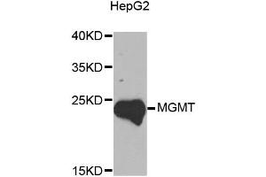 Western blot analysis of extracts of HepG2 cells, using MGMT antibody (ABIN5970267) at 1/1000 dilution.