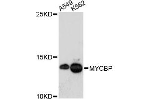 Western blot analysis of extracts of various cell lines, using MYCBP antibody (ABIN5972648) at 1:3000 dilution.