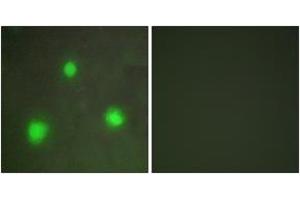 Immunofluorescence (IF) image for anti-Forkhead Box H1 (FOXH1) (AA 10-59) antibody (ABIN2889349) (FOXH1 抗体  (AA 10-59))