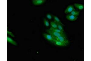 Immunofluorescent analysis of HepG2 cells using ABIN7160778 at dilution of 1:100 and Alexa Fluor 488-congugated AffiniPure Goat Anti-Rabbit IgG(H+L) (NMI 抗体  (AA 62-202))