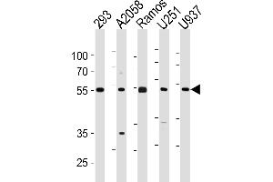 CDCA7L Antibody (C-term) (ABIN1881189 and ABIN2843429) western blot analysis in 293,,Ramos,, cell line lysates (35 μg/lane). (CDCA7L 抗体  (C-Term))