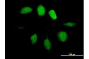 Immunofluorescence of purified MaxPab antibody to UBL4A on HeLa cell.