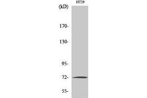 Western Blot analysis of HT-29 cells using MMP2 Polyclonal Antibody at dilution of 1:1000. (MMP2 抗体)