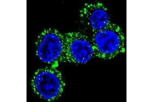 Confocal immunofluorescent analysis of CACNG6 Antibody (Center)(Cat#AP50707PU-N) with HepG2 cell followed by Alexa Fluor 488-conjugated goat anti-rabbit lgG (green). (CACNG6 抗体  (Middle Region))