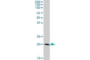 LY96 MaxPab polyclonal antibody. (LY96 抗体  (AA 1-160))