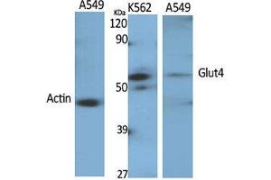 Western Blot (WB) analysis of specific cells using Glut4 Polyclonal Antibody. (GLUT4 抗体  (Internal Region))