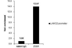 ChIP Image Cross-linked ChIP was performed with HeLa chromatin extract and 5 μg of either control rabbit IgG or anti-ZEB1 antibody. (ZEB1 抗体)