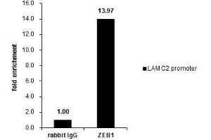 ChIP Image Cross-linked ChIP was performed with HeLa chromatin extract and 5 μg of either control rabbit IgG or anti-ZEB1 antibody. (ZEB1 抗体)