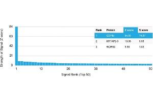 SDS-PAGE Analysis Purified CD44 Recombinant Mouse Monoclonal Antibody (rHCAM/918). (Recombinant CD44 抗体)