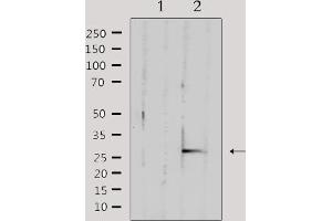 Western blot analysis of extracts from mouse brain, using TFAM Antibody. (TFAM 抗体  (Internal Region))