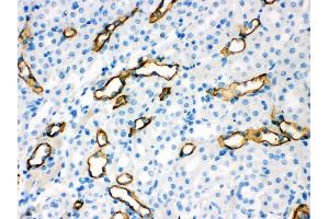 Anti- Aquaporin 1 Picoband antibody, IHC(P) IHC(P): Mouse Kidney Tissue (Aquaporin 1 抗体  (C-Term))
