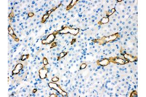 Anti- Aquaporin 1 Picoband antibody, IHC(P) IHC(P): Mouse Kidney Tissue (Aquaporin 1 抗体  (C-Term))