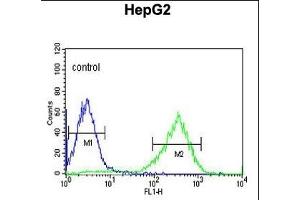 HFE2 Antibody (C-term) (ABIN653652 and ABIN2842993) flow cytometric analysis of HepG2 cells (right histogram) compared to a negative control cell (left histogram). (HFE2 抗体  (C-Term))